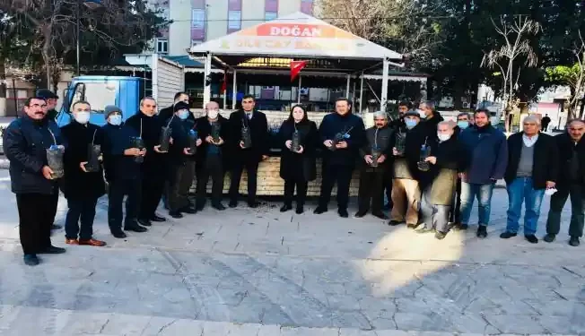 Antepfıstığı Fidanı