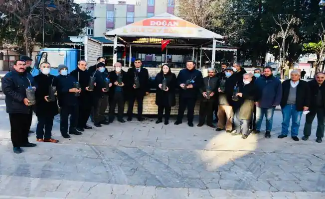 Antepfıstığı Fidanı