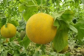 Silifke’de kavun hasadı OKU, YORUMLA ve PAYLAŞ ==> https://www.akdenizhaberler.net/gundem/silifkede-kavun-hasadi-kilosu-13-lira-h7151.html Akdeniz Haberler