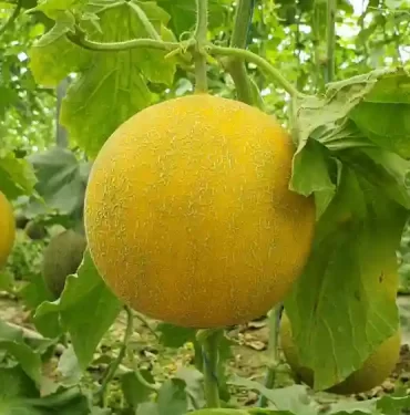 Silifke’de kavun hasadı OKU, YORUMLA ve PAYLAŞ ==> https://www.akdenizhaberler.net/gundem/silifkede-kavun-hasadi-kilosu-13-lira-h7151.html Akdeniz Haberler