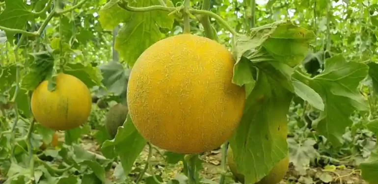 Mersin Silifke’de Kavun Hasadı Başladı! Kilosu 13 Lira