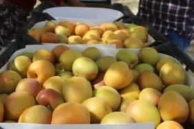 Kayısı Hasadı Başladı