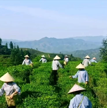 Çin'in Liubao çayı: Güçlü aroması ve tıbbi faydalarıyla bilinen bir ticaret ürünü