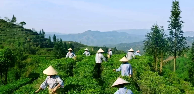 Çin’in Liubao çayı: Güçlü aroması ve tıbbi faydalarıyla bilinen bir ticaret ürünü