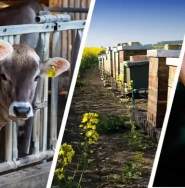 ÇİFTÇİLERE 72,5 MİLYON LİRALIK TARIMSAL DESTEKLEME ÖDEMESİ YAPILDI