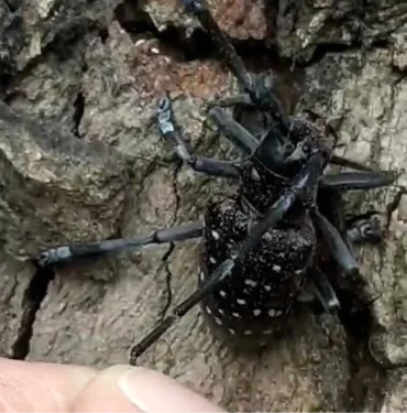 Muğla'da Turunçgil Uzun Antenli Böceği'ne Dikkat Çekildi