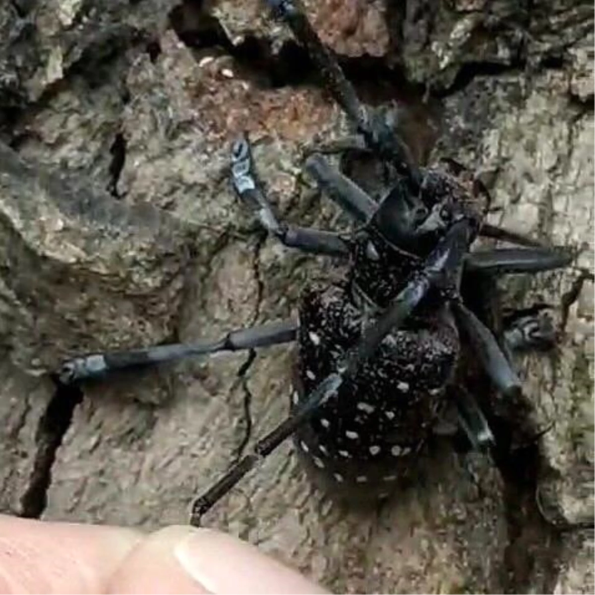 Muğla'da Turunçgil Uzun Antenli Böceği'ne Dikkat Çekildi