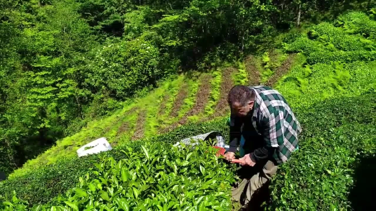 Rizede Büyük Çay yürüyüşü