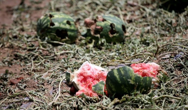 Şiddetli dolu, tarlaları vurdu: “15 dakikada 100 ton karpuz yok oldu”