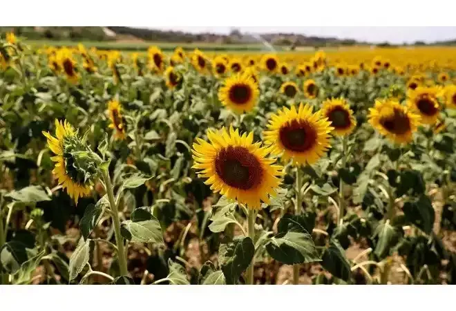 Ayçiçeği üreticisi yağış bekliyor