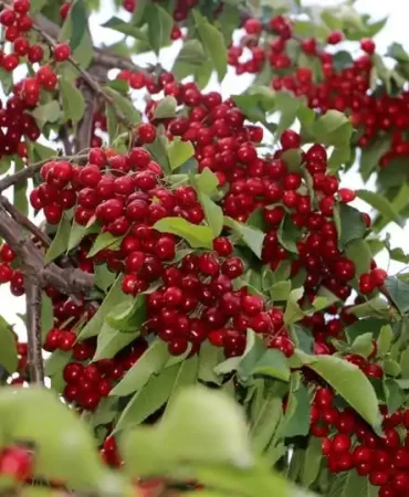 Erzincan'da Kiraz Hasadı Başladı