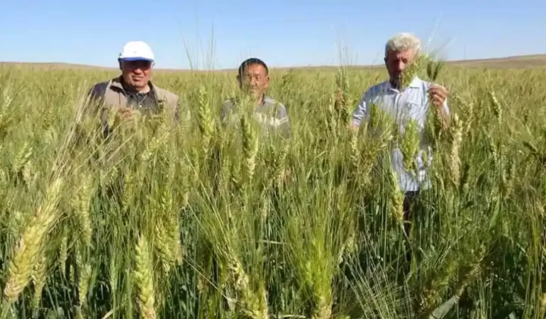 Halk arasında “Peygamber buğdayı” olarak da biliniyor! 3 kat daha verimli