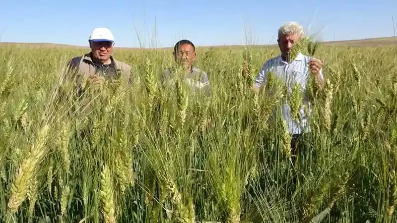 Halk arasında "Peygamber buğdayı" olarak da biliniyor!