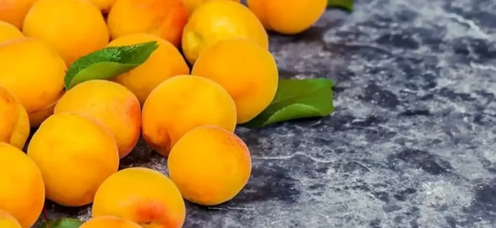 Doğu Anadolu’nun incisinde “Sarı altın” hasadı başladı!