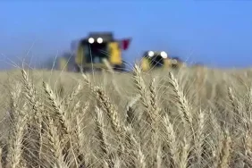 TMO Genel Müdürü Güldal: Buğday alım fiyatları maliyetin üzerinde