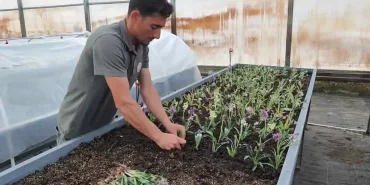 Türkiye'de Salep Üretiminde Yeni Dönem Başlıyor