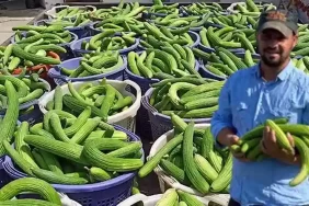 Manisa'da Acur Hasadı Başladı! Üç Günde Üç Ton Ürün Elde Ediliyor ve Turşu Yapımında Kullanılıyor