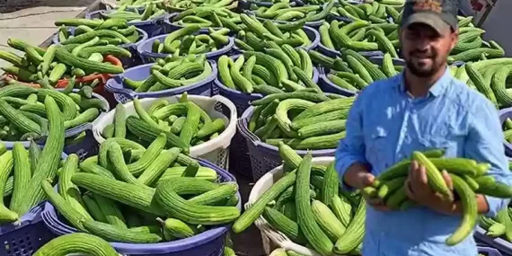 Manisa'da Acur Hasadı Başladı! Üç Günde Üç Ton Ürün Elde Ediliyor ve Turşu Yapımında Kullanılıyor