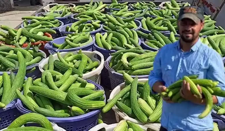 Manisa'da Acur Hasadı Başladı! Üç Günde Üç Ton Ürün Elde Ediliyor ve Turşu Yapımında Kullanılıyor