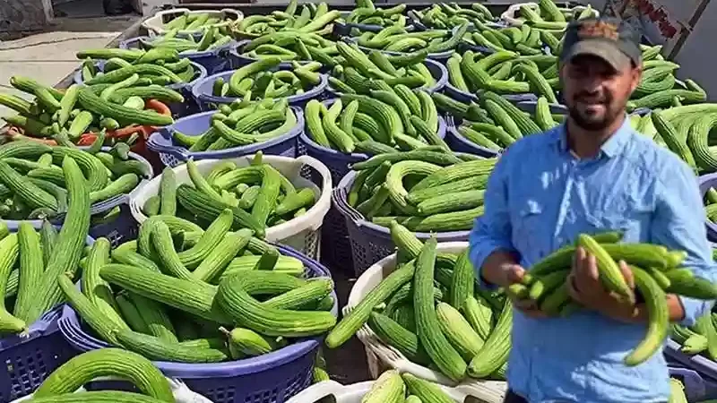 Manisa'da Acur Hasadı Başladı! Üç Günde Üç Ton Ürün Elde Ediliyor ve Turşu Yapımında Kullanılıyor
